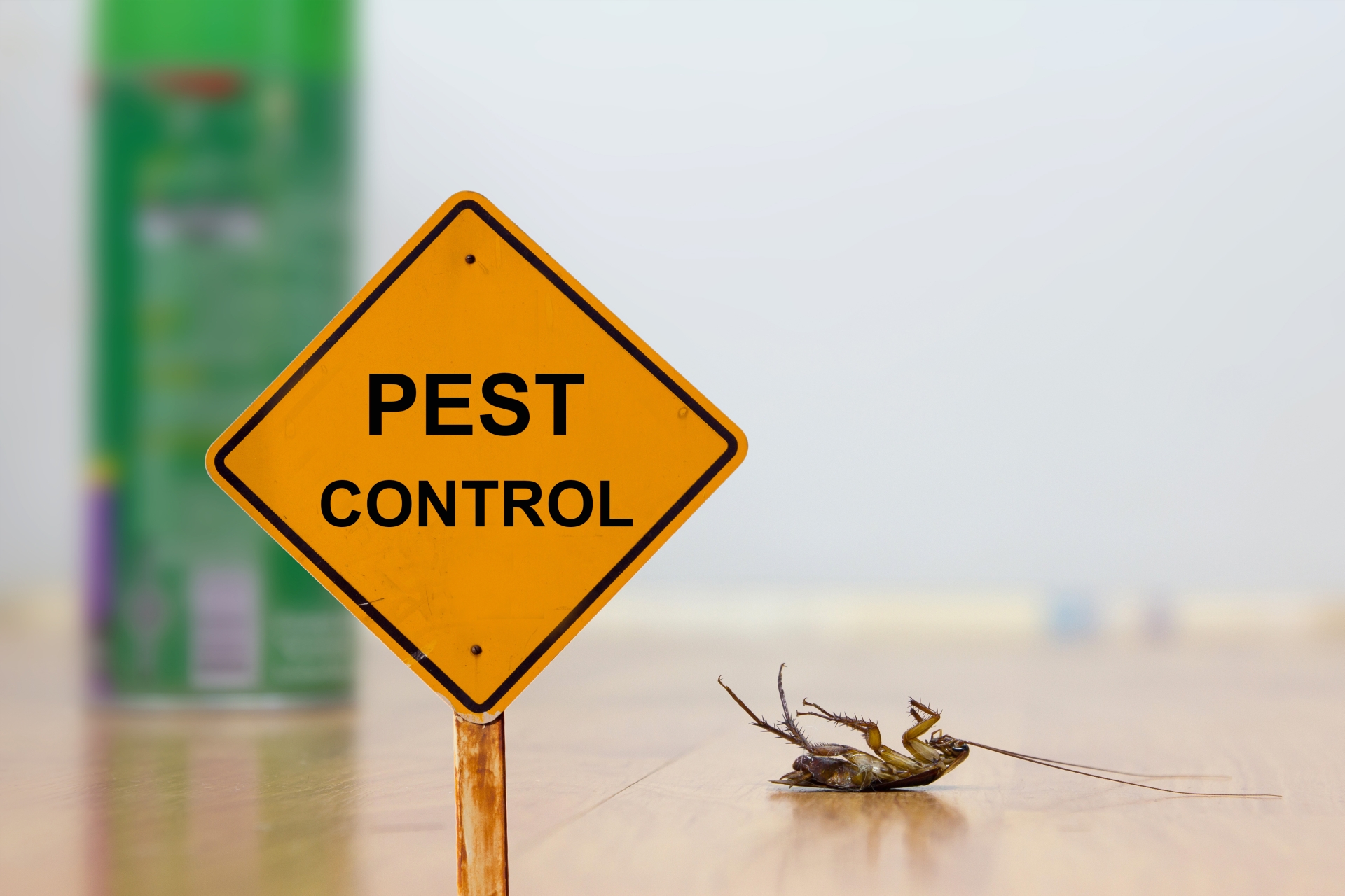 24 Hour Pest Control, Pest Control in Pimlico, SW1. Call Now 020 8166 9746