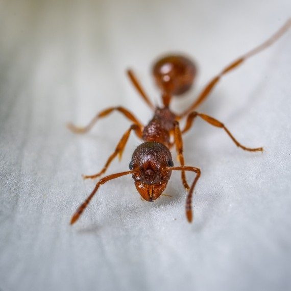 Field Ants, Pest Control in Pimlico, SW1. Call Now! 020 8166 9746