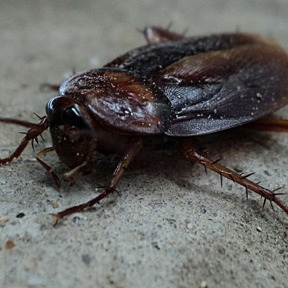 Cockroaches, Pest Control in Pimlico, SW1. Call Now! 020 8166 9746