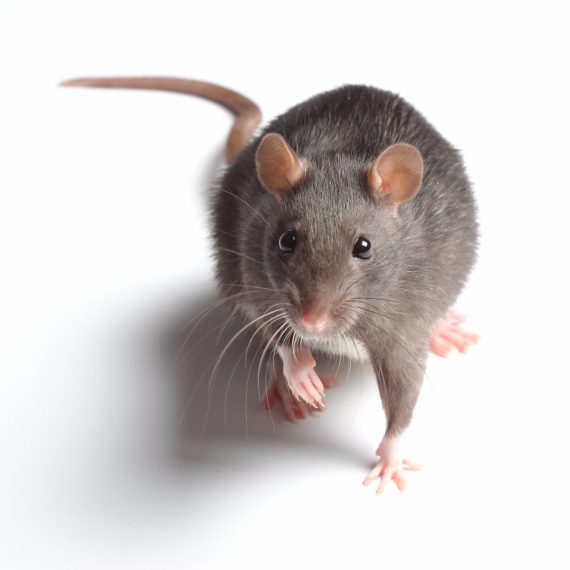 Rats, Pest Control in Pimlico, SW1. Call Now! 020 8166 9746