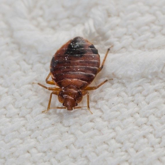 Bed Bugs, Pest Control in Pimlico, SW1. Call Now! 020 8166 9746
