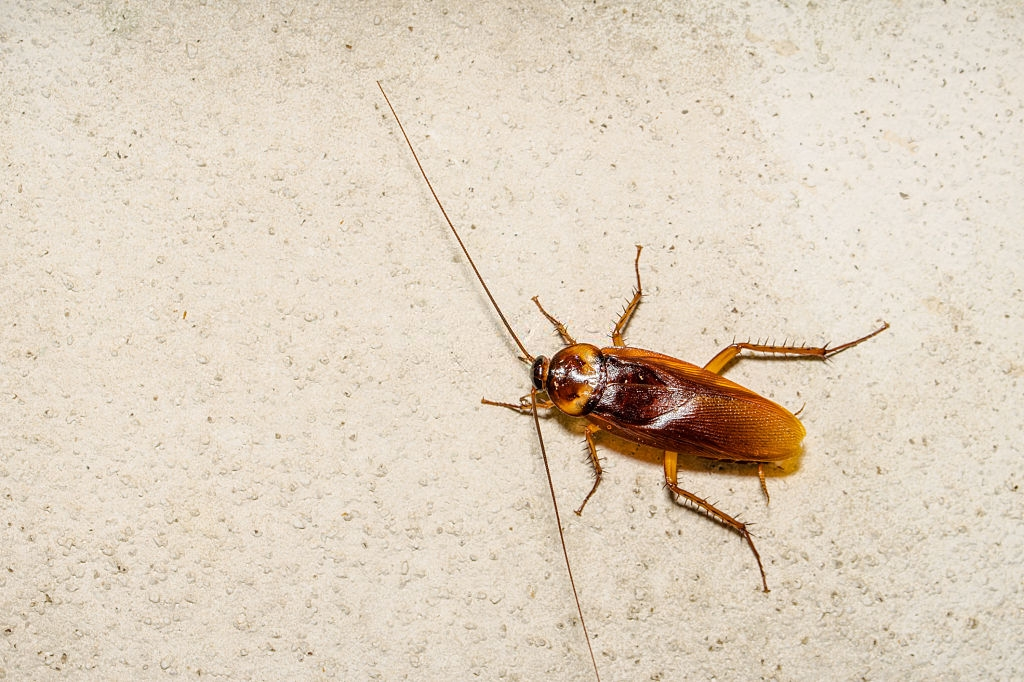 Cockroach Control, Pest Control in Pimlico, SW1. Call Now 020 8166 9746