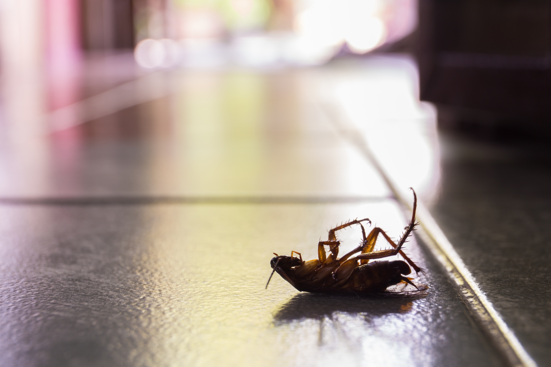 Cockroach Control, Pest Control in Pimlico, SW1. Call Now 020 8166 9746