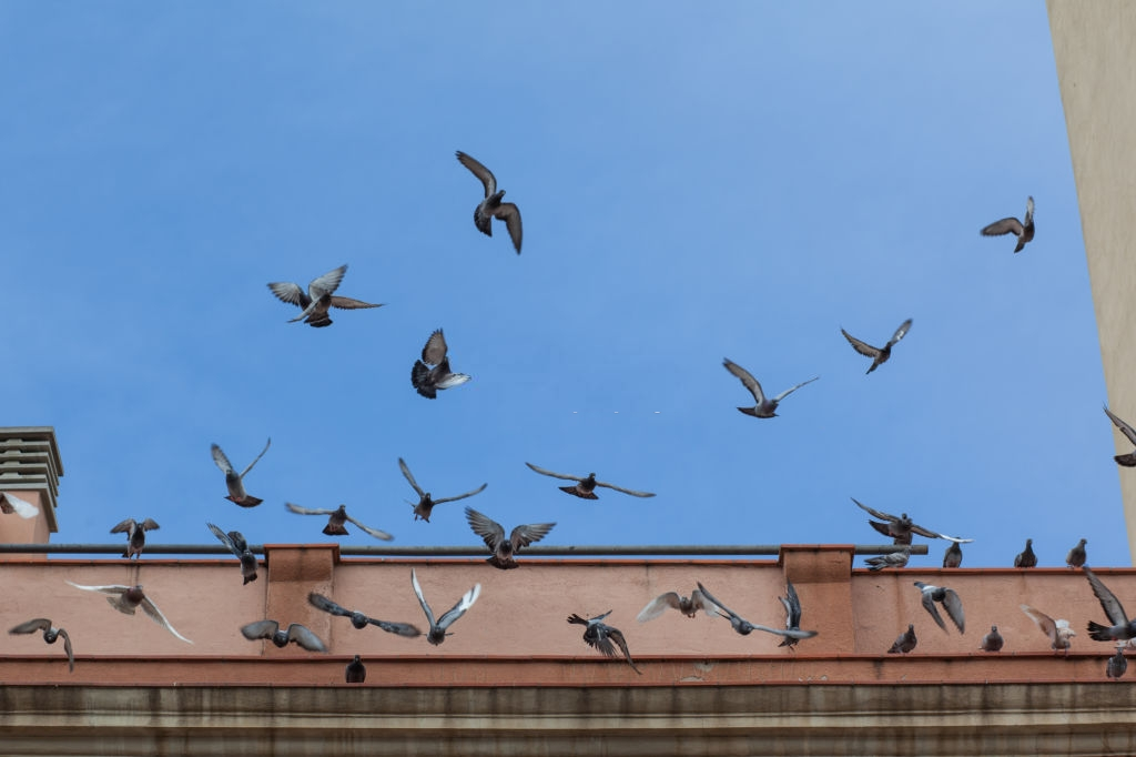 Pigeon Control, Pest Control in Pimlico, SW1. Call Now 020 8166 9746