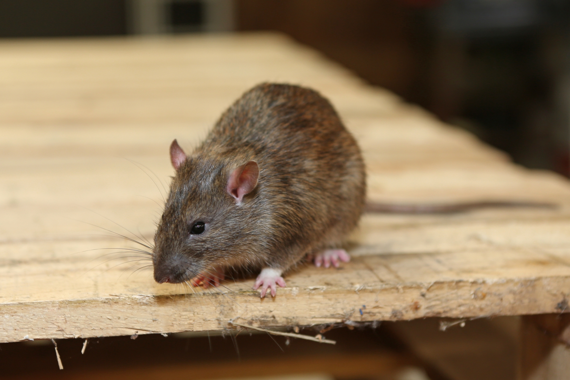 Rat Infestation, Pest Control in Pimlico, SW1. Call Now 020 8166 9746