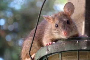 Rat extermination, Pest Control in Pimlico, SW1. Call Now 020 8166 9746