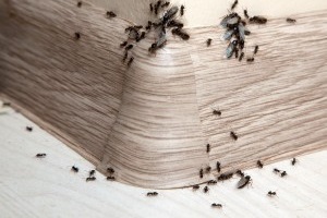 Ant Control, Pest Control in Pimlico, SW1. Call Now 020 8166 9746