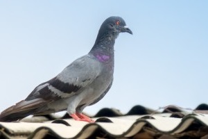 Pigeon Pest, Pest Control in Pimlico, SW1. Call Now 020 8166 9746