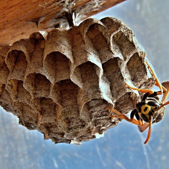 Wasps Nest, Pest Control in Pimlico, SW1. Call Now! 020 8166 9746